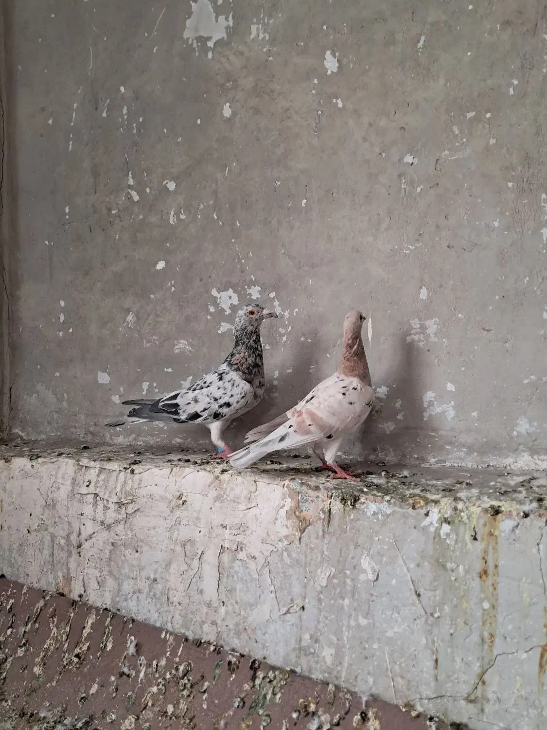 هفرنگ خطی|پرنده|تهران, جوادیه|دیوار