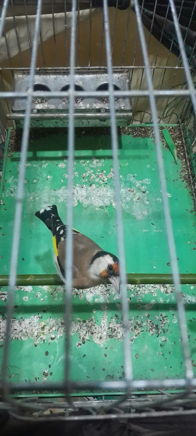 سهره|پرنده|محلات, |دیوار