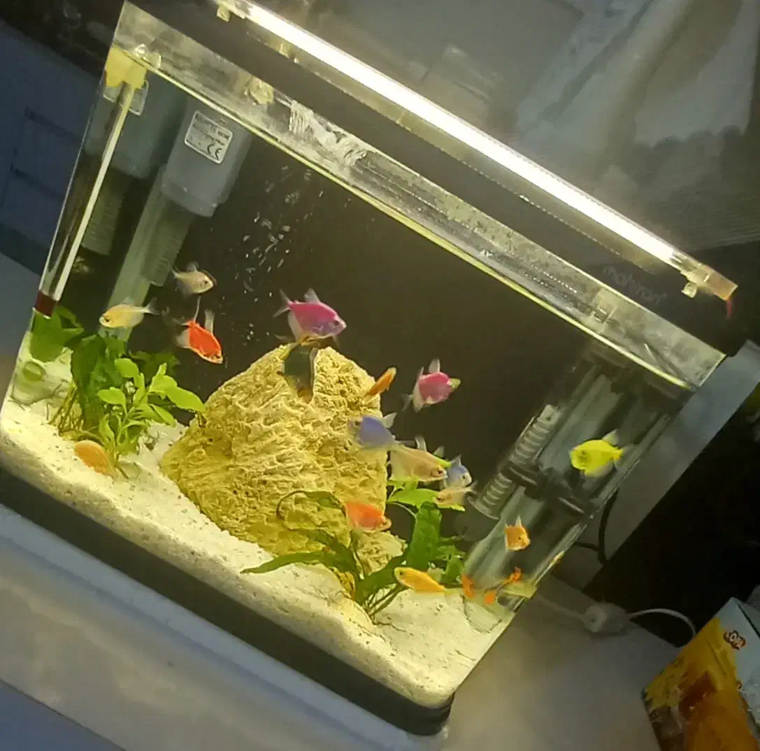 اکواریم شرکتی|لوازم جانبی حیوانات|خوی, |دیوار