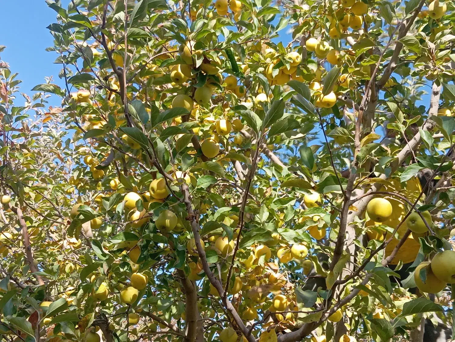 سیب تازه از درخت سفید و قرمز موجود|خوردنی و آشامیدنی|نوشین شهر, |دیوار