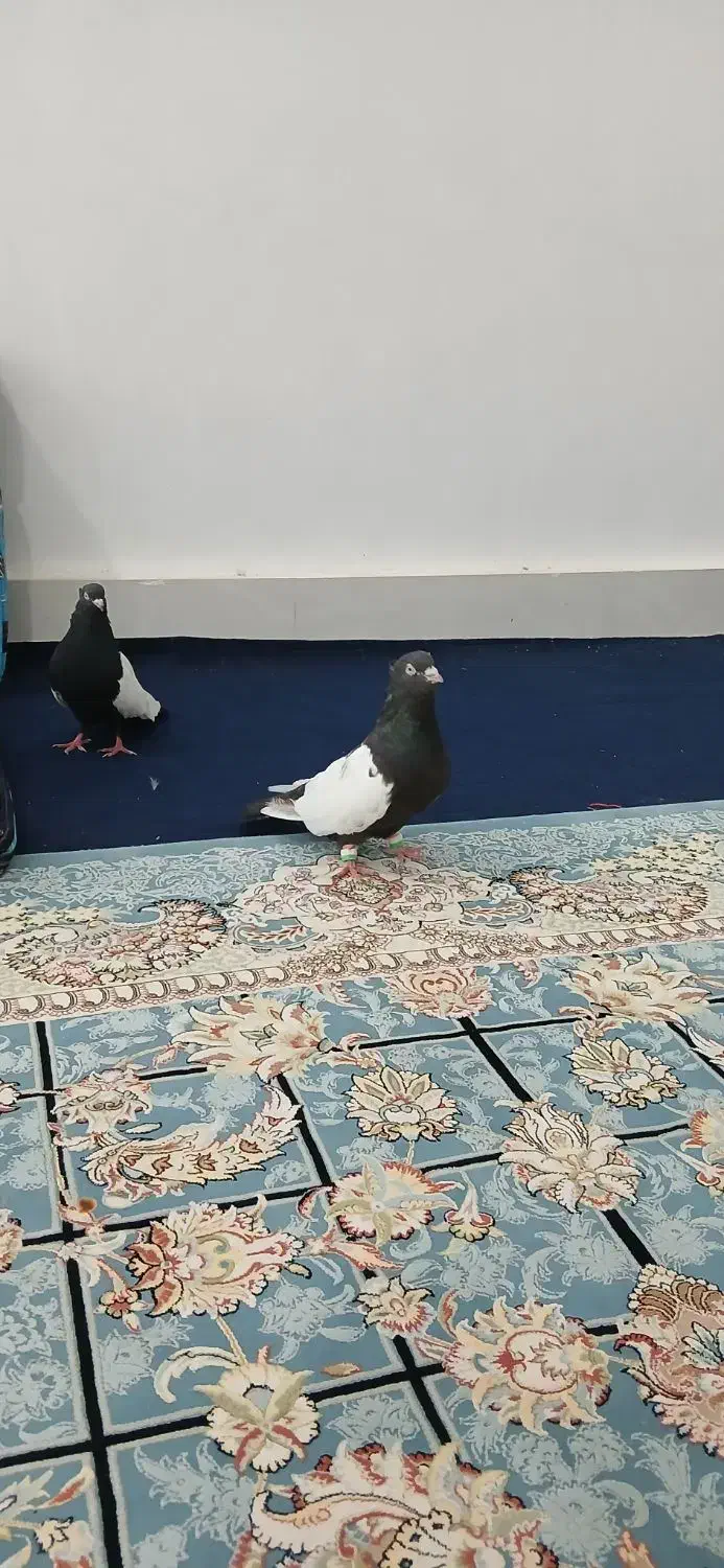 کبوتر سینی سیاه|پرنده|سوسنگرد, |دیوار