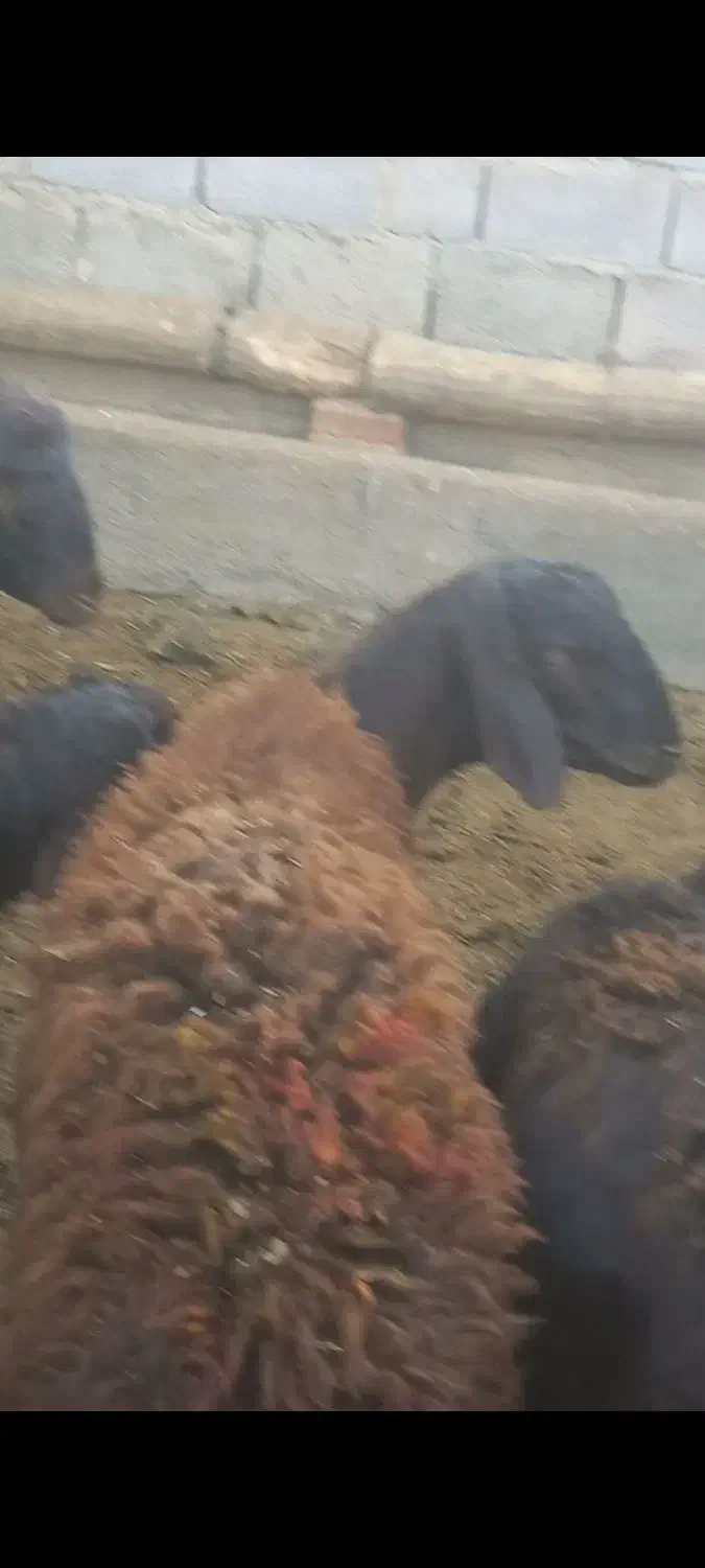 گوشت تازه بره نر|خوردنی و آشامیدنی|دهگلان, |دیوار