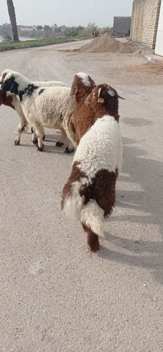 بره نر چاق چاق|حیوانات مزرعه|اهواز, منازل کارون|دیوار