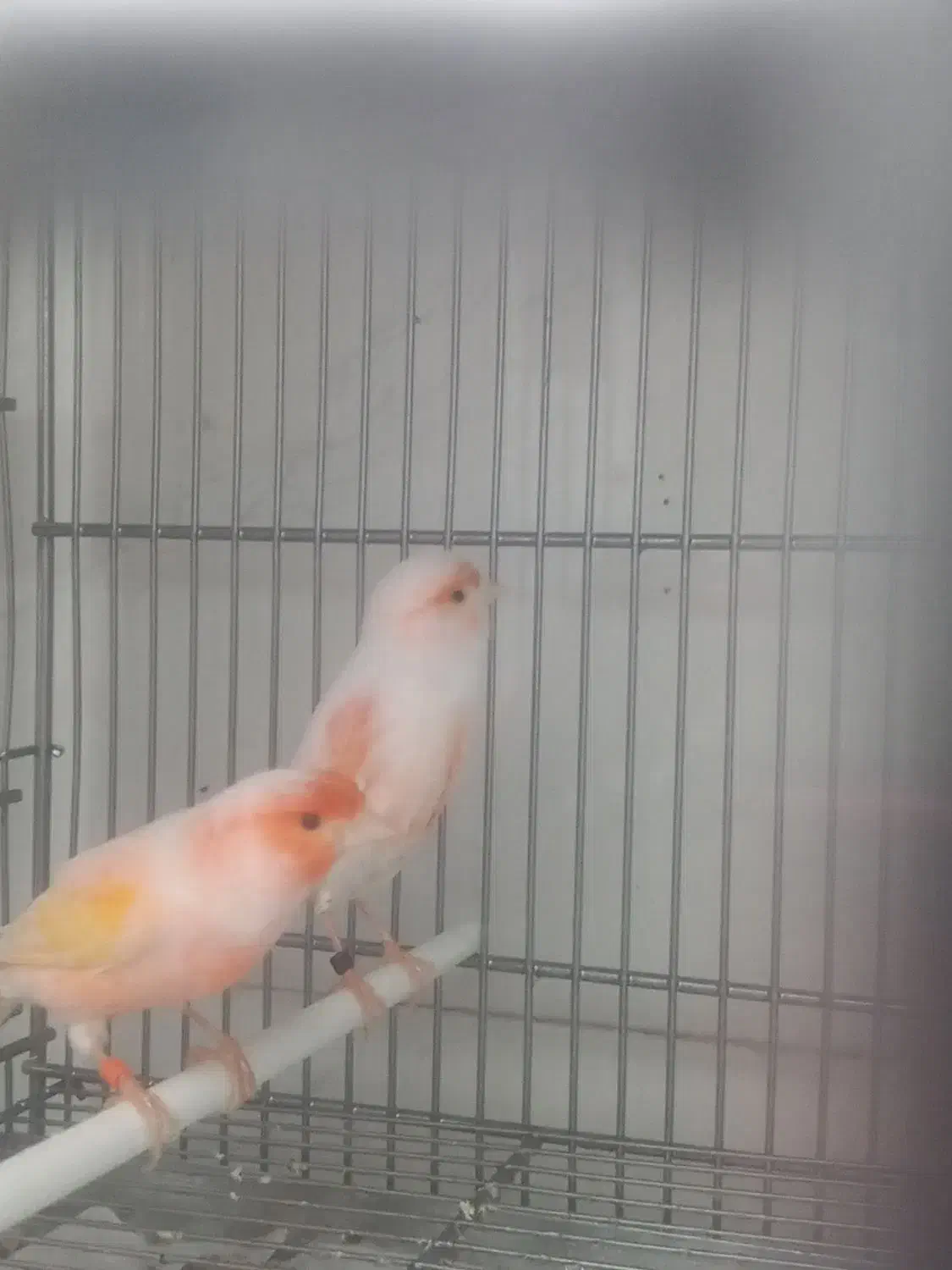 یک جفت قناری موزایکی|پرنده|محمدشهر, عباس آباد|دیوار