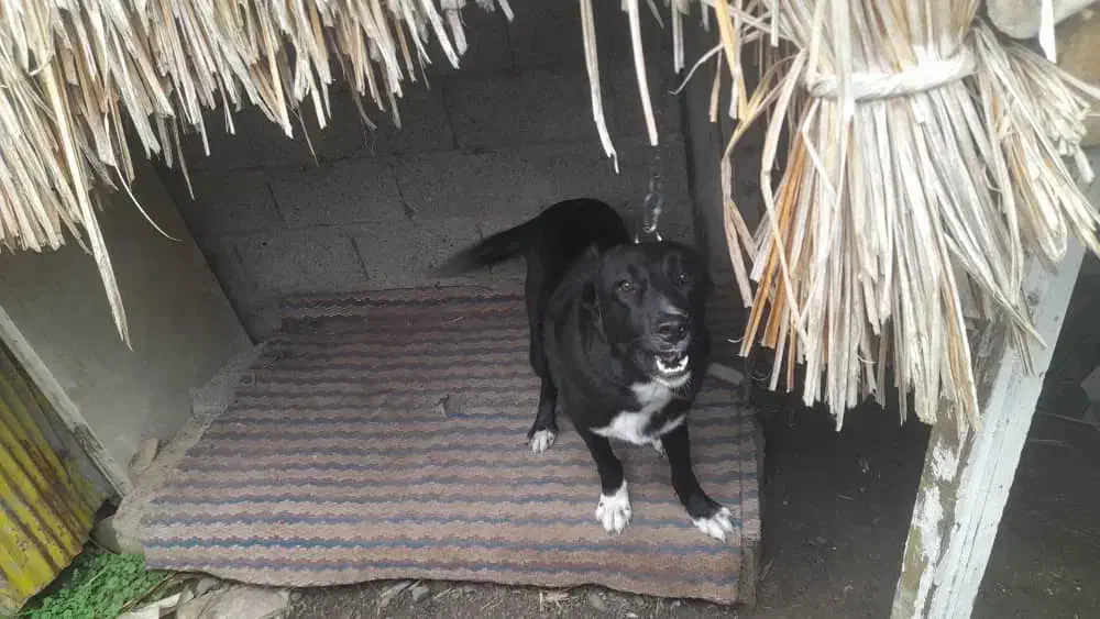 واگذاری سگ نگهبان آلابای ۱۰ ماهه|سگ|لاهیجان, فیاض|دیوار