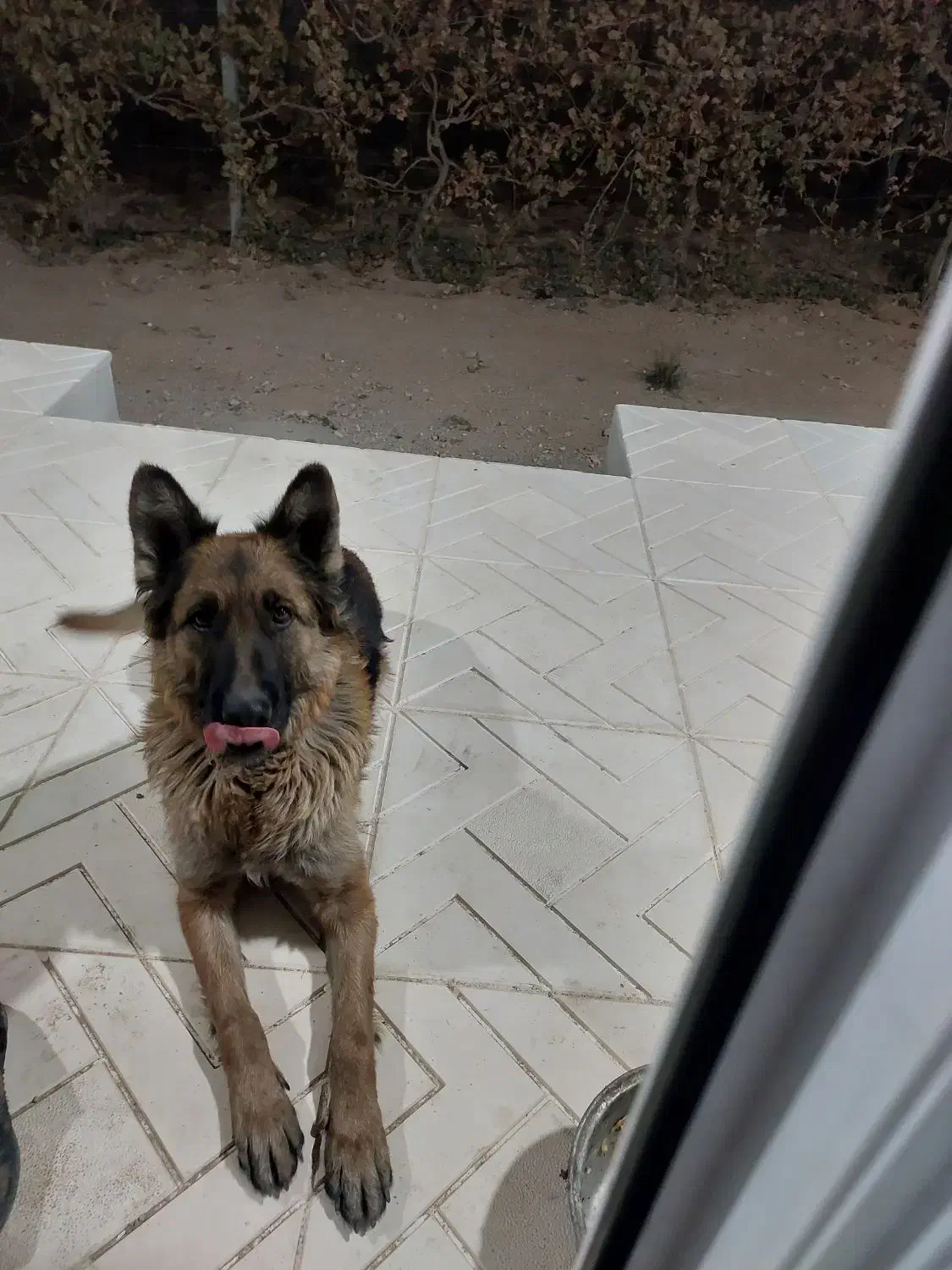 واگذاری سگ ژرمن|سگ|کبودرآهنگ, |دیوار