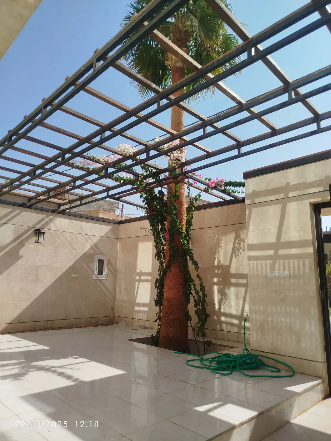 هرس نخل|گل و گیاه طبیعی|اردکان, |دیوار