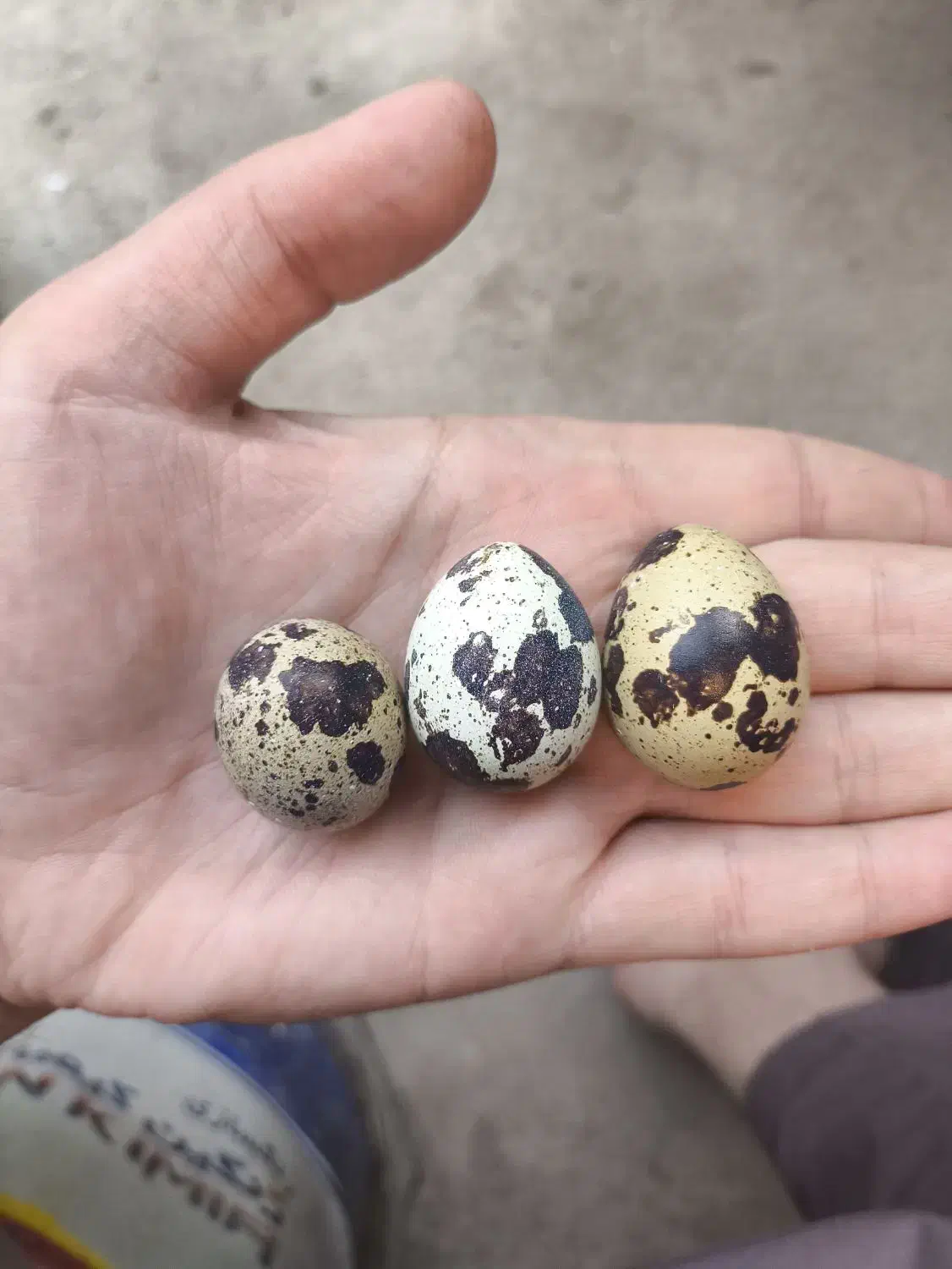 فروش تخم بلدرچین تازه از تولید به مصرف|خوردنی و آشامیدنی|پاکدشت, پاکدشت (مامازند)|دیوار