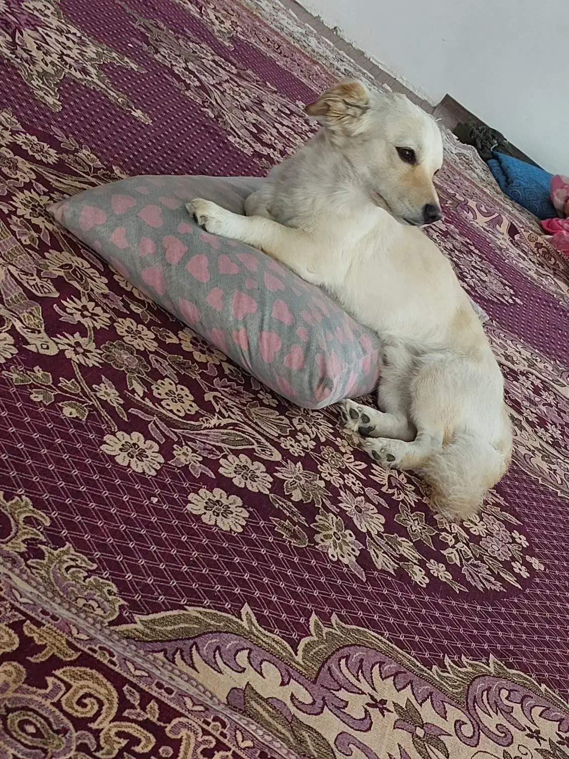 این سگ گم شده لطفا همکاری کنین ممنون میشم|حیوانات|زابل, |دیوار