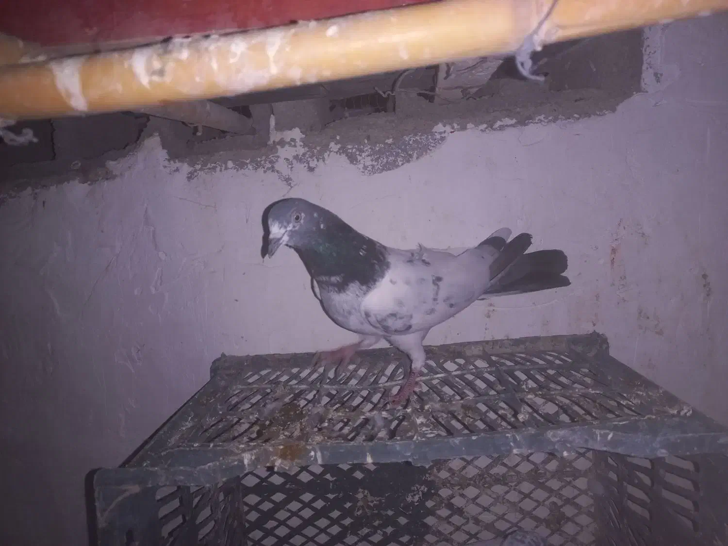 پرنده|پرنده|امیرآباد, |دیوار