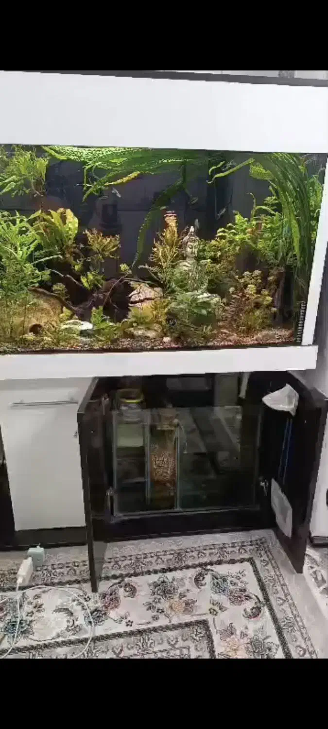 آکواریوم پلنت|ماهی|گلستان (تهران), |دیوار