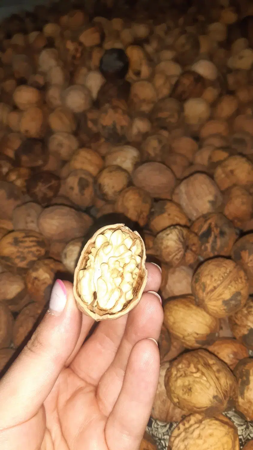 گردو|خوردنی و آشامیدنی|مشهد, سرافرازان|دیوار