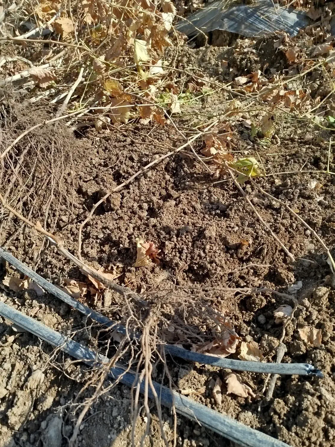 فروش نهال انگور تضمینی با کیفیت عالی|خدمات باغبانی و درختکاری|ابهر, |دیوار