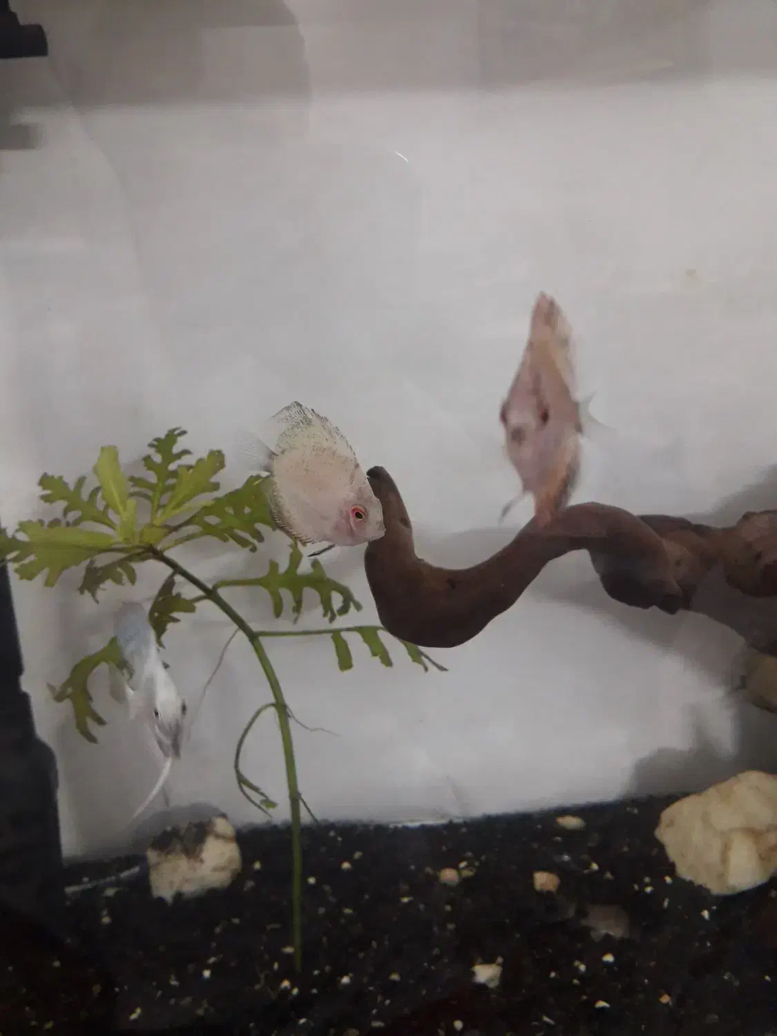 دیسکس|ماهی|مشهد, مشکینی (شهرک غرب)|دیوار