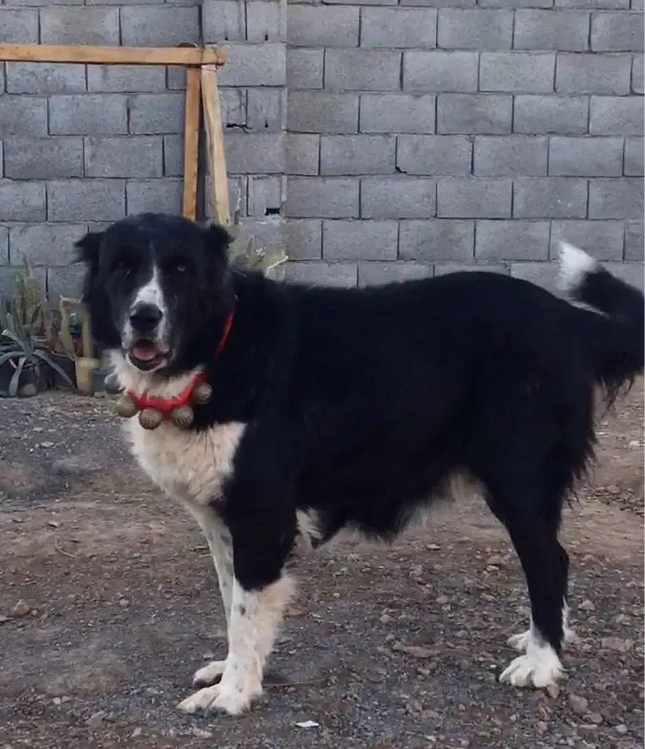 قدرجونی|سگ|اصفهان, درب کوشک|دیوار