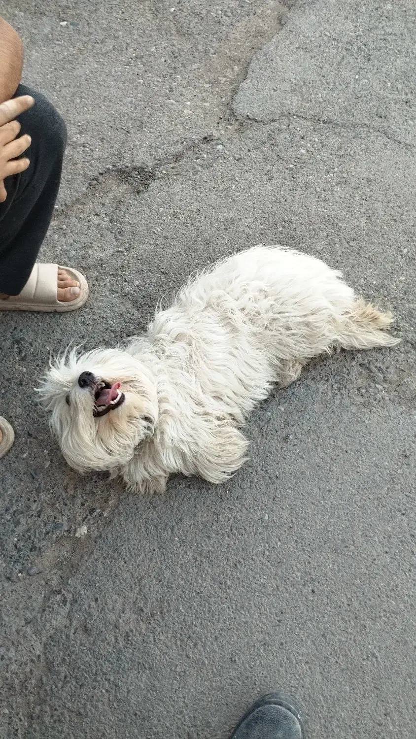 سگ پشمالو سفید|سگ|تایباد, |دیوار