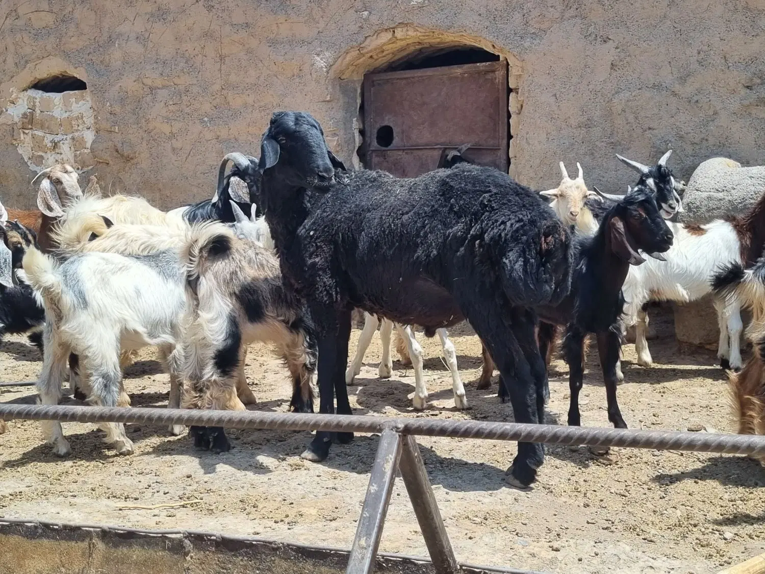بز شیری|حیوانات مزرعه|قم, پردیسان|دیوار