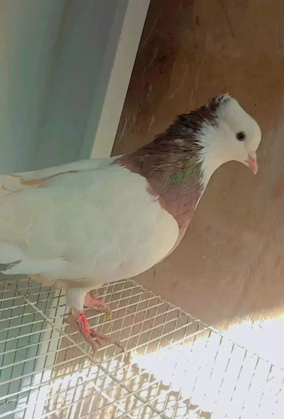 طوقی سرخ نر|پرنده|تربت‌حیدریه, سرمحله|دیوار