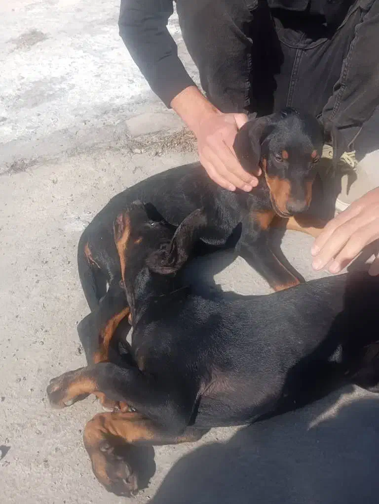 دو قلاده سگ نر نژاد دوبرمن|سگ|تهران, آجودانیه|دیوار