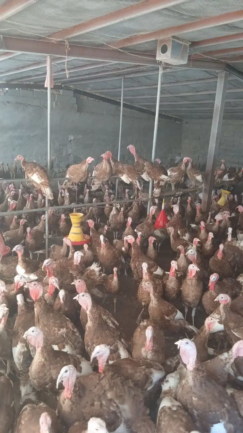 بوقلمون بوروبن|حیوانات مزرعه|کلاشی, |دیوار