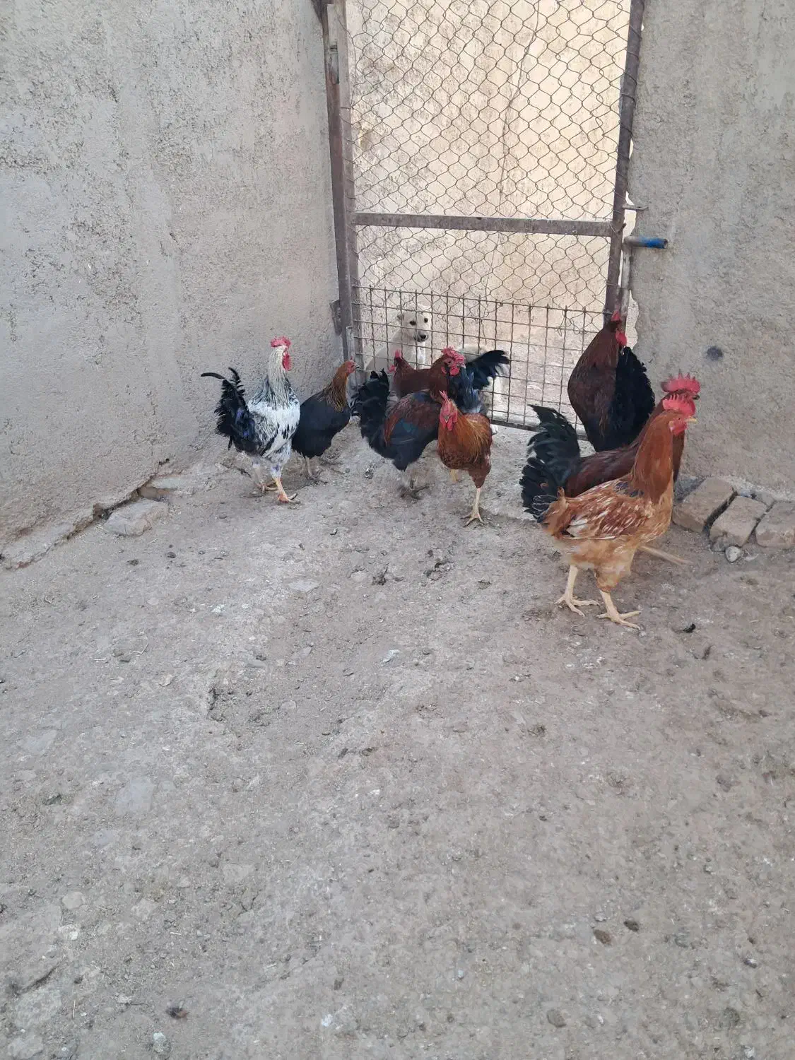 فروش خروس محلی|حیوانات مزرعه|پاکدشت, پاکدشت (مامازند)|دیوار