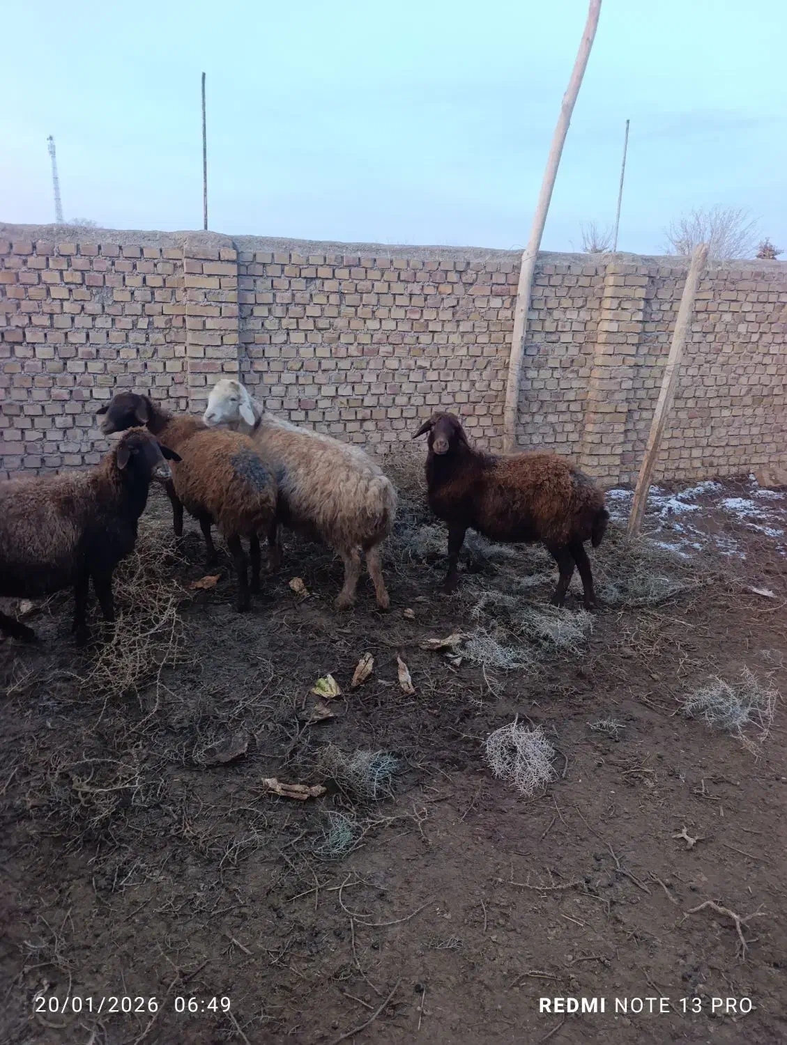 میش وبره|حیوانات مزرعه|طاغنکوه, |دیوار