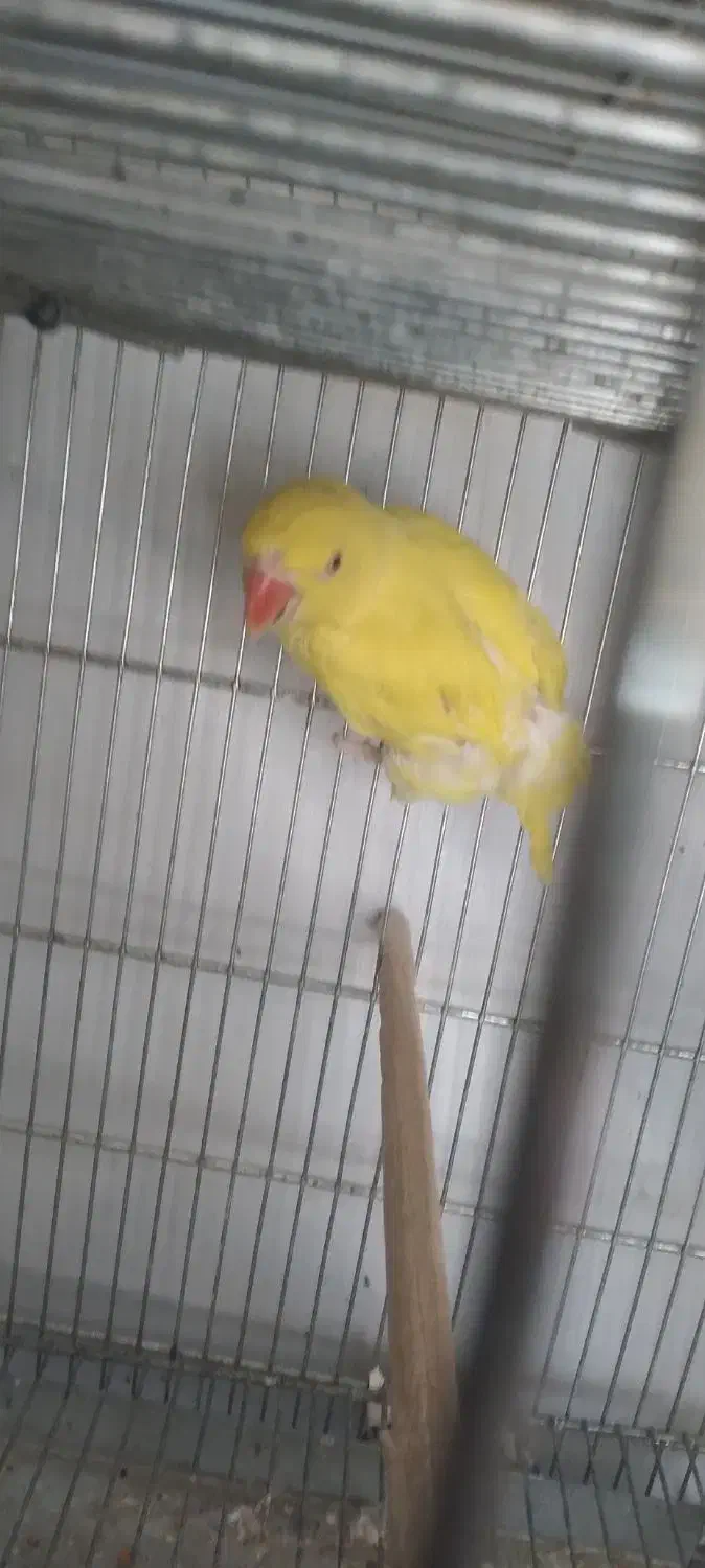 طوطی ملنگوزرد|پرنده|بیرجند, |دیوار