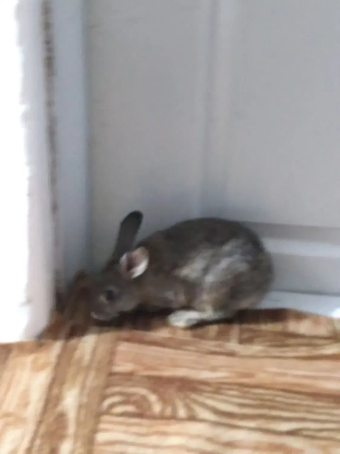 خرگوش مشگی و قوای وسفید برای فروش|موش و خرگوش|اسالم, |دیوار