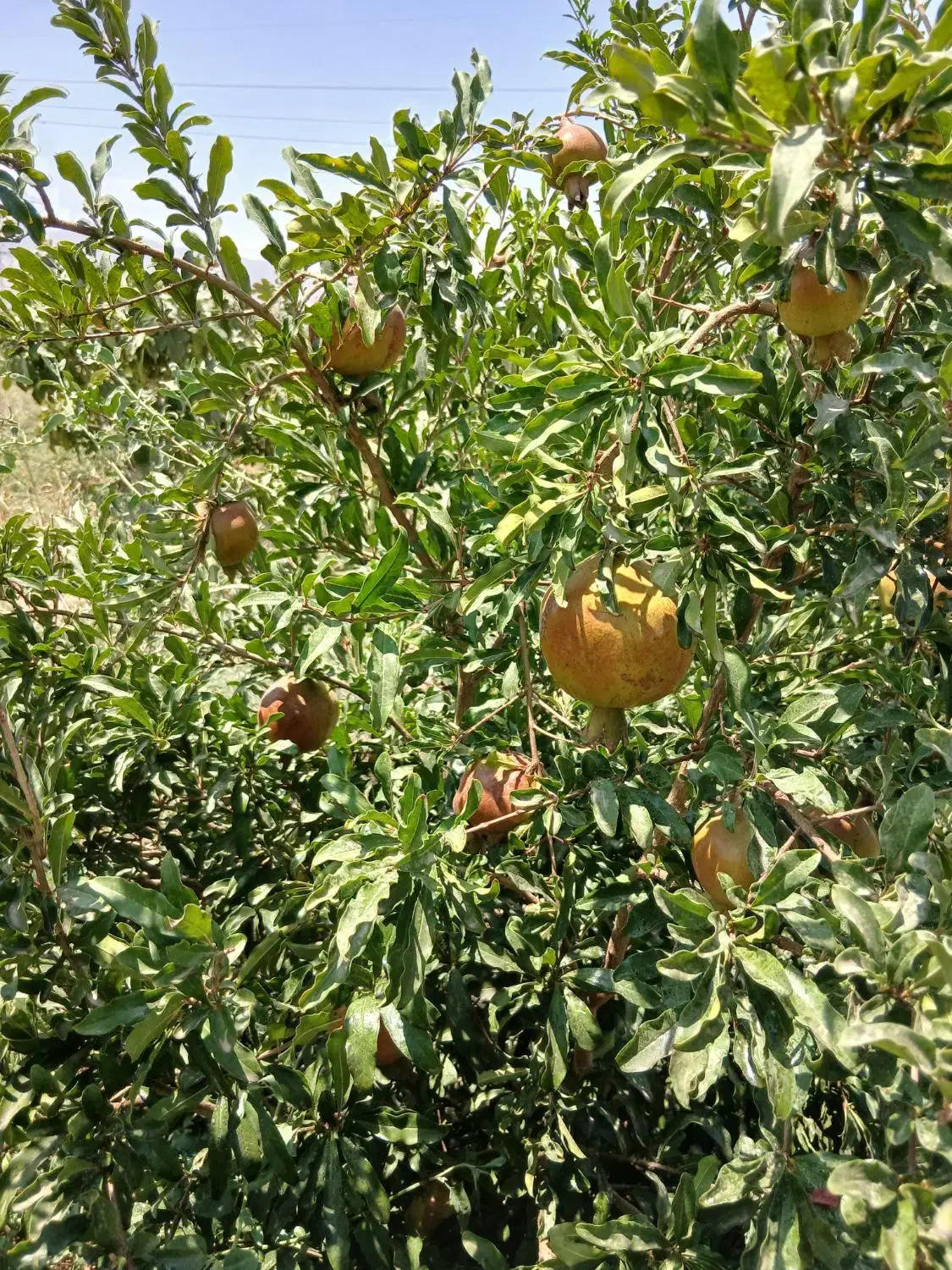 باغچه چسبیده به جاده و روستا|فروش دفتر صنعتی، کشاورزی، تجاری|قم, هفت تیر|دیوار