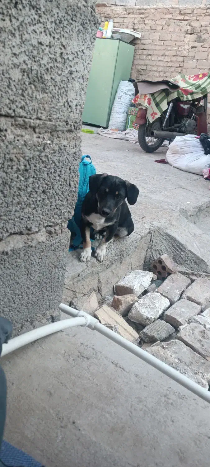 سگ پاکوتاه نرچهار چشم|سگ|کرمان, |دیوار