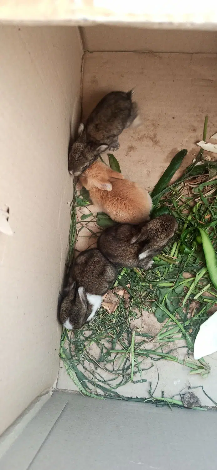خرگوش|موش و خرگوش|کاشان, صنعت|دیوار