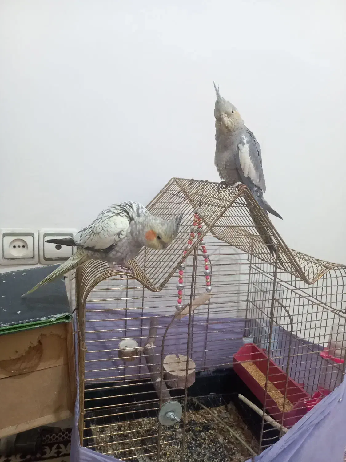 عروس هلندی|پرنده|تهران, سلسبیل شمالی|دیوار