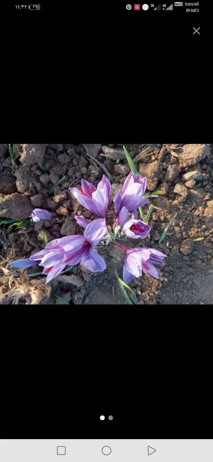 کارگر زعفران جمع کردن چناران گلبهار نوبهار و اطراف|خدمات باغبانی و درختکاری|چناران, |دیوار