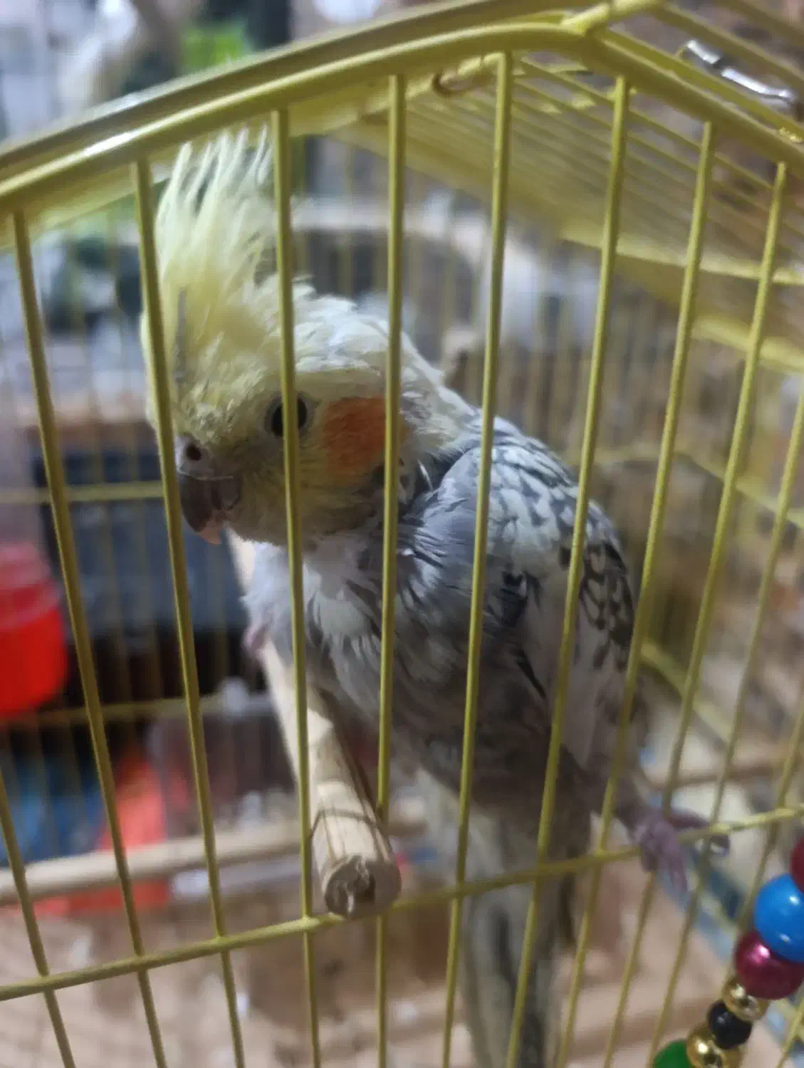 عروس هلندی|پرنده|ری, علایین|دیوار