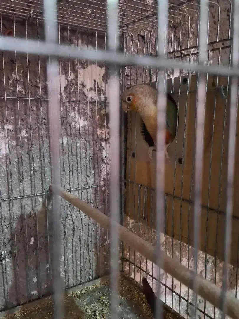 گرینجیک. طوطی کتوله. کبوتر|پرنده|زرند, |دیوار