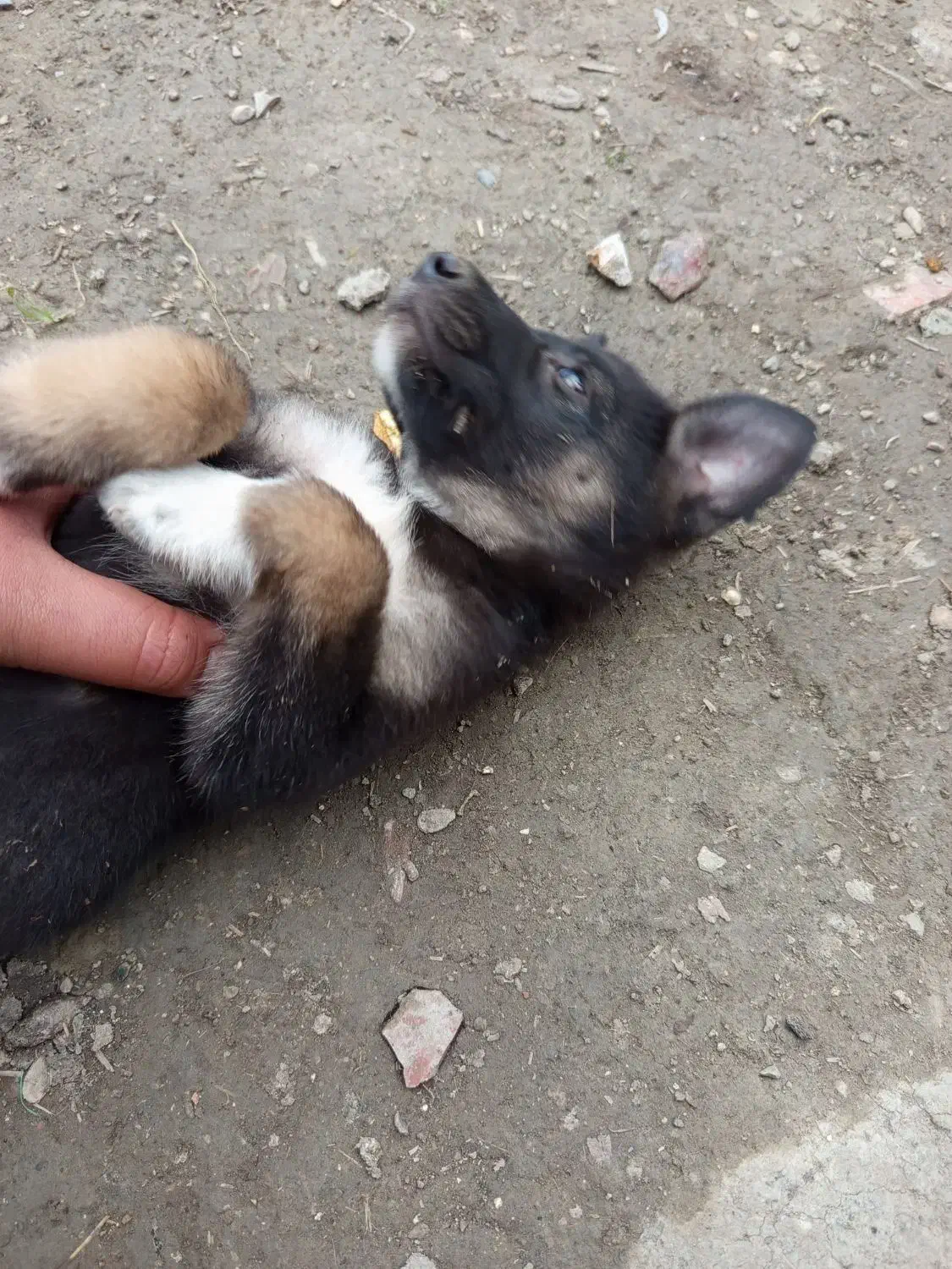 سگ مالینویز|سگ|بهشهر, |دیوار