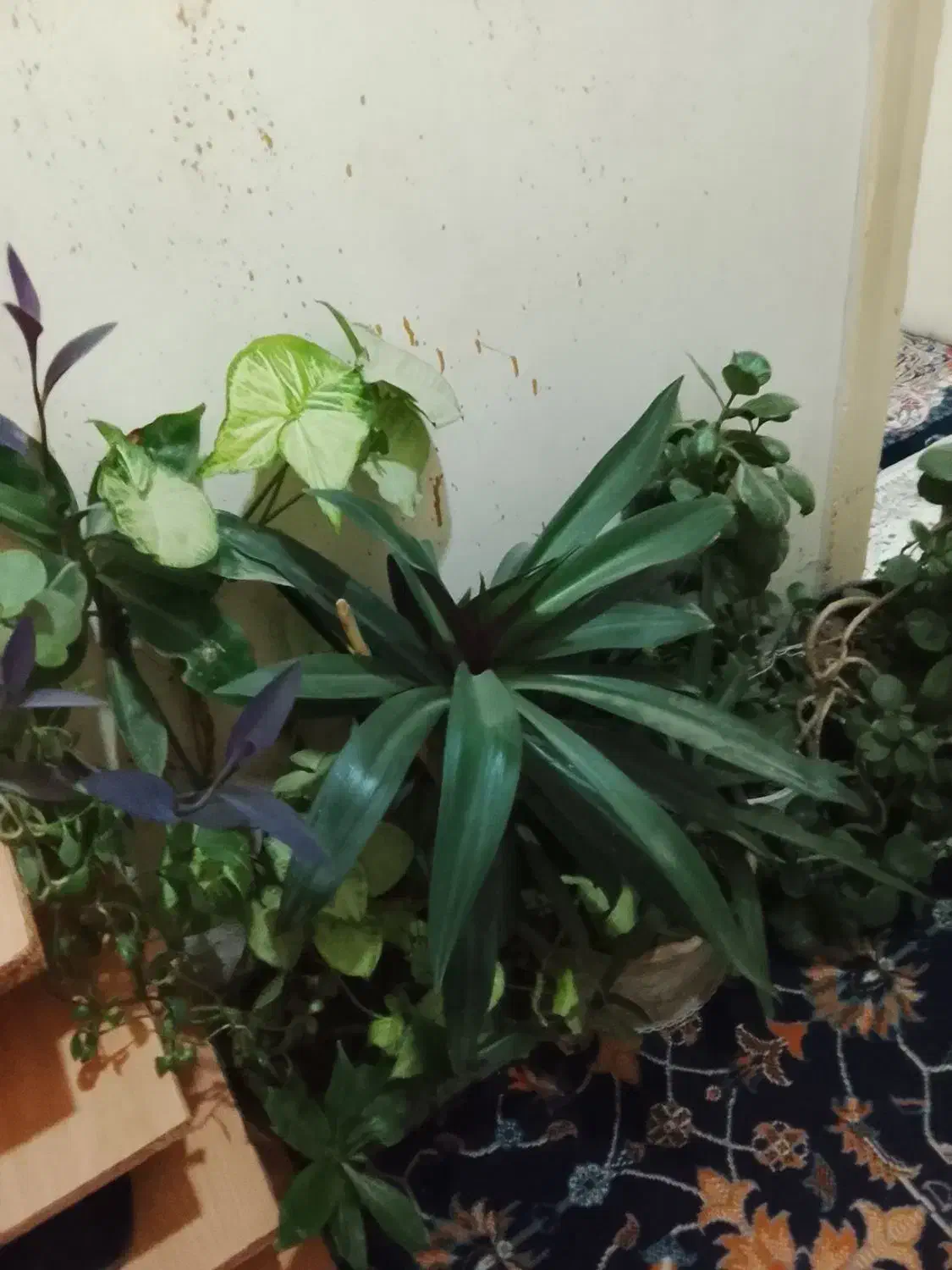 گل اپارتمانی|گل و گیاه طبیعی|کرمانشاه, |دیوار