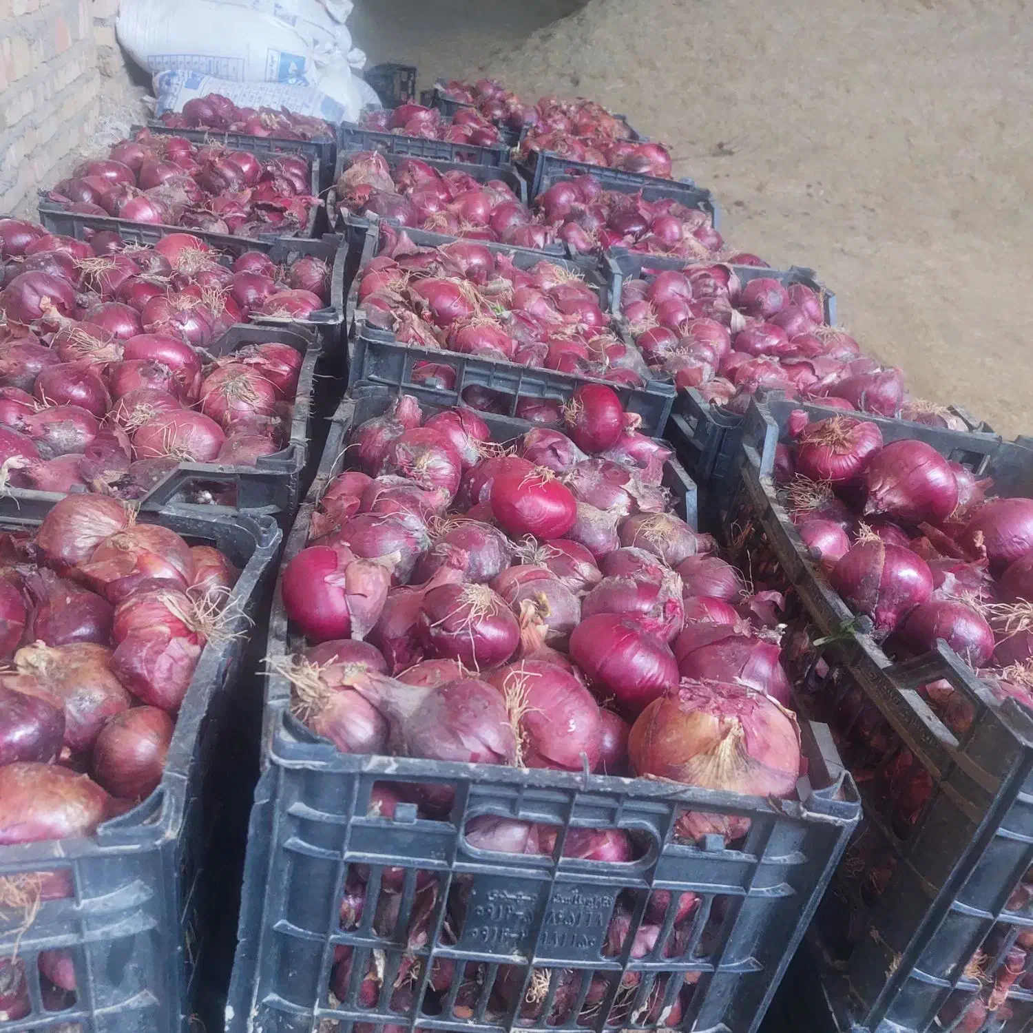 پیاز|لوازم جانبی حیوانات|صوفیان, |دیوار