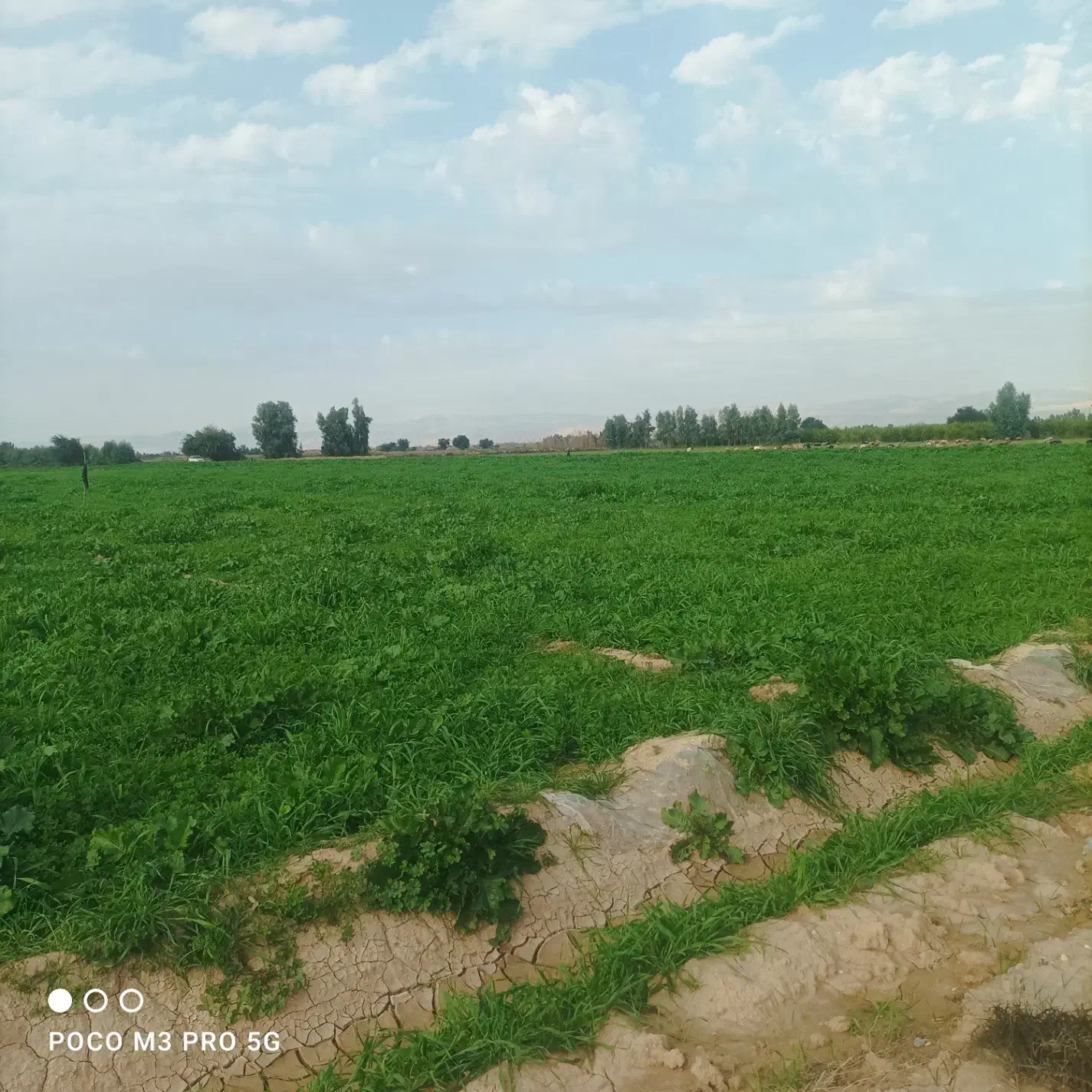 یونجه علف چین اول|فروش دفتر صنعتی، کشاورزی، تجاری|گتوند, |دیوار