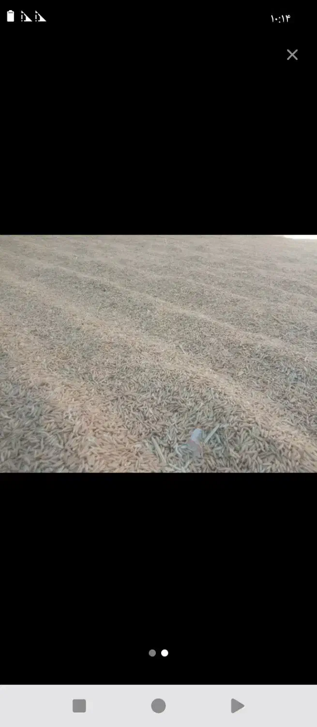 برنج درج یک امسال فجر طارم هاشمی|عمده‌فروشی|دهدشت, |دیوار