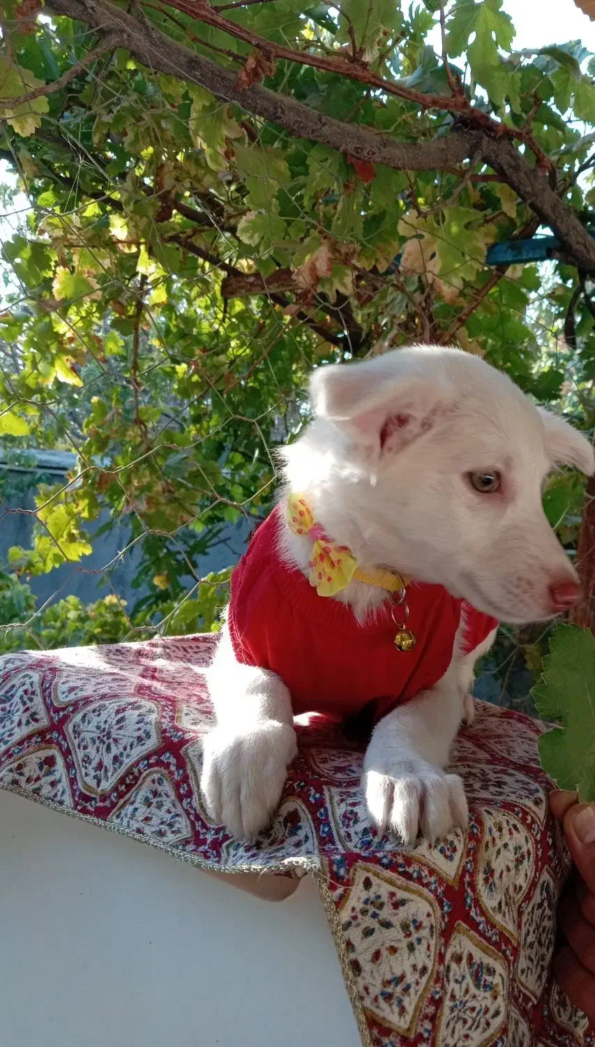 توله شیتزو اشپیتز 80 روزه|سگ|مشهد, امین آباد|دیوار