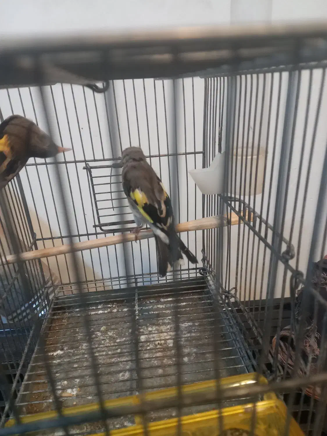 سهره‌نر‌|پرنده|سیرجان, |دیوار