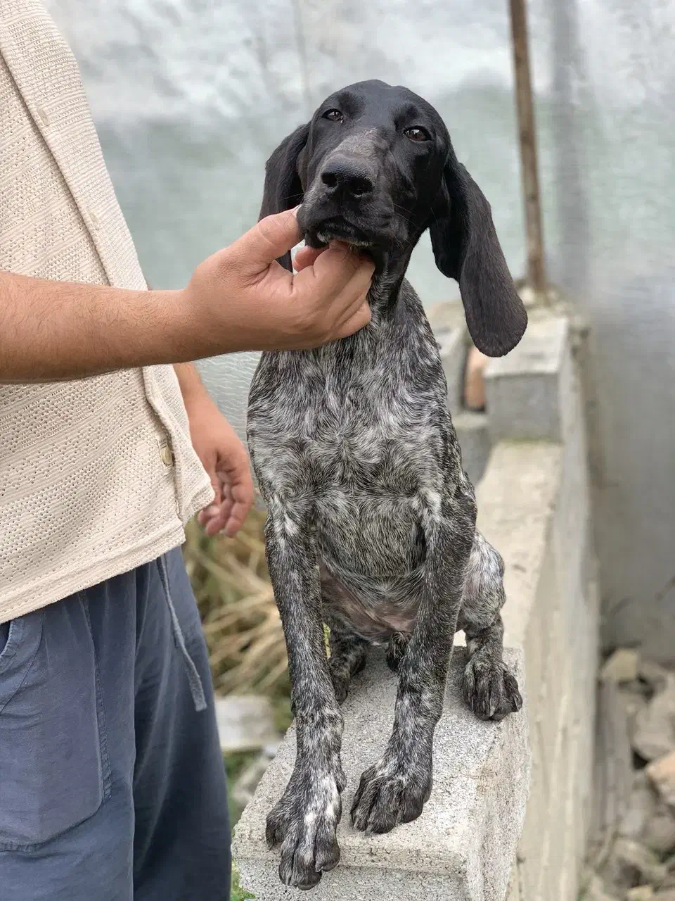 توله سگ شکاری پوینتر آلمانی اصیل ماده|سگ|بابل, |دیوار