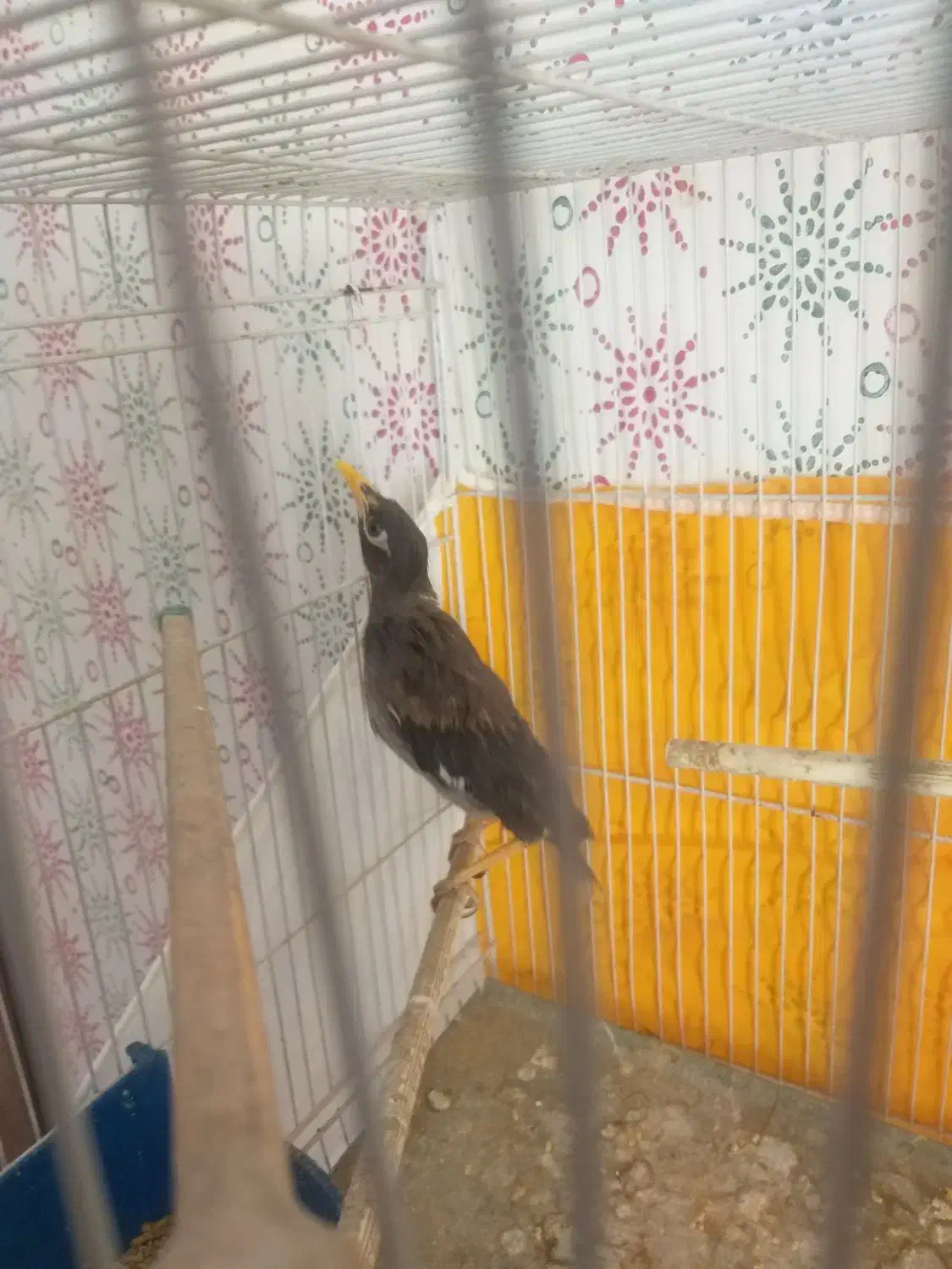 جوجه مینا|پرنده|مشهد, امیر المومنین|دیوار