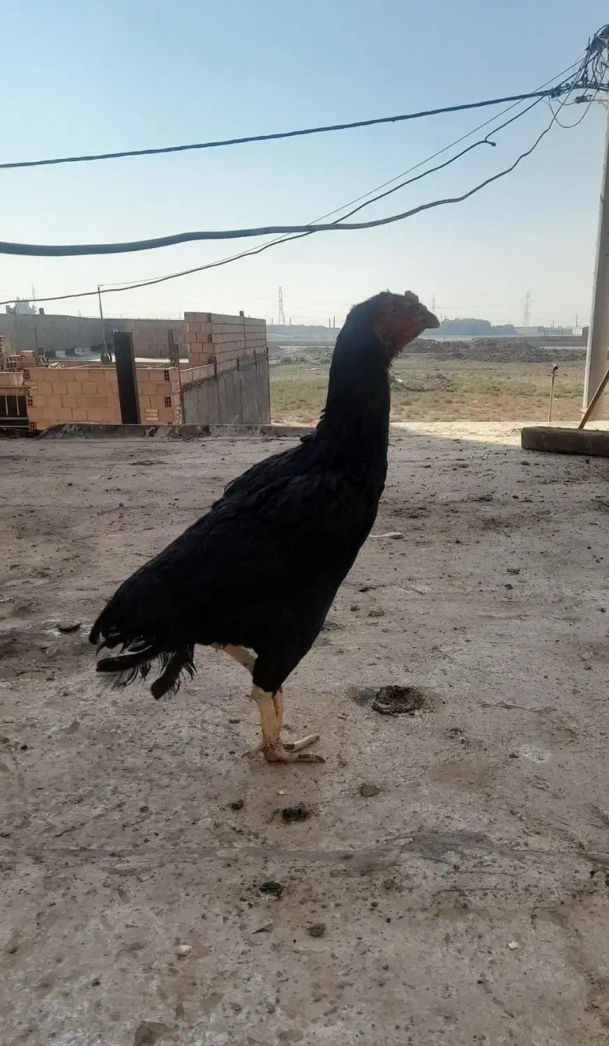 مرغ لاری مشکی|حیوانات مزرعه|خاوران, |دیوار