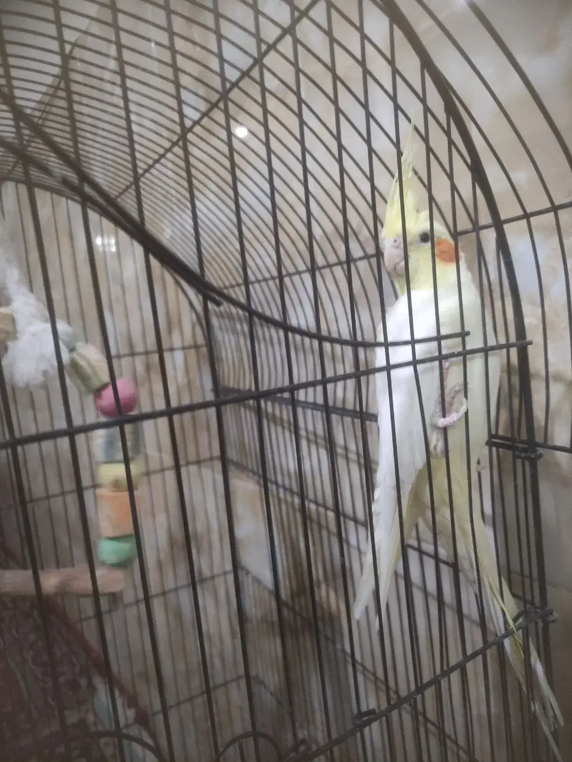 عروس هلندی جفت|پرنده|پاکدشت, پاکدشت (مامازند)|دیوار