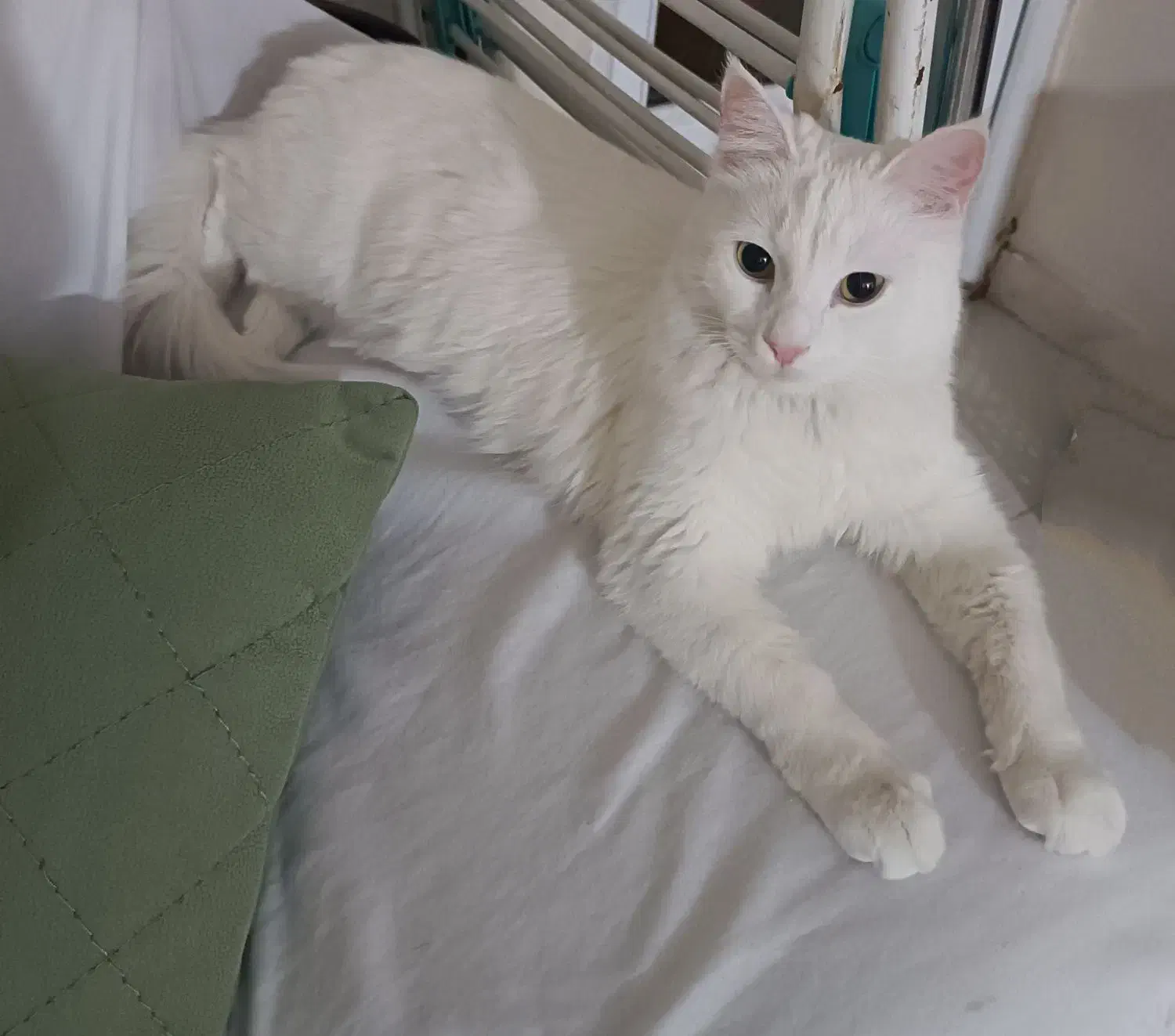 گربه پرشین|گربه|محمدشهر, شهرک پیام (مهرالبرز)|دیوار