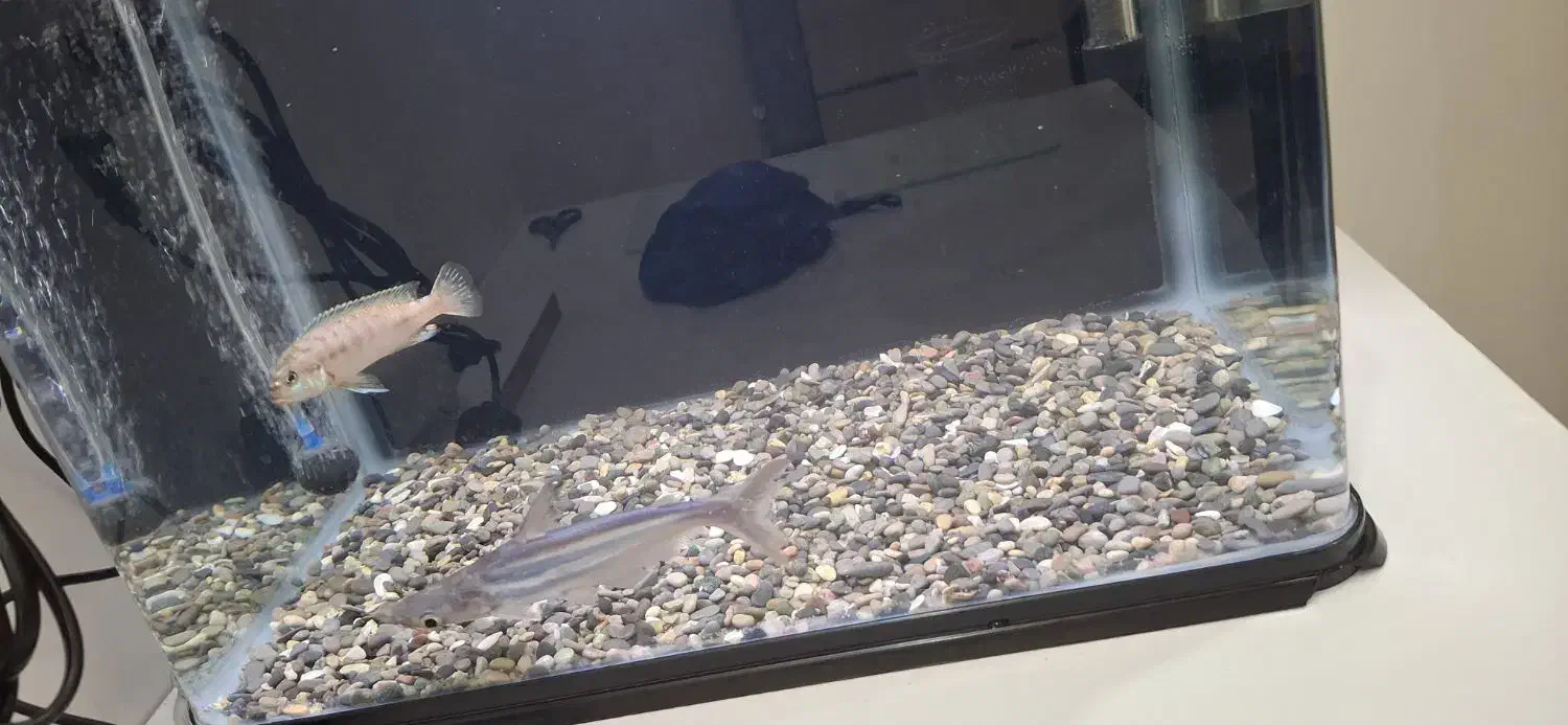 ماهی پنگوسی و سیچیلاید|ماهی|لاهیجان, آهندان|دیوار