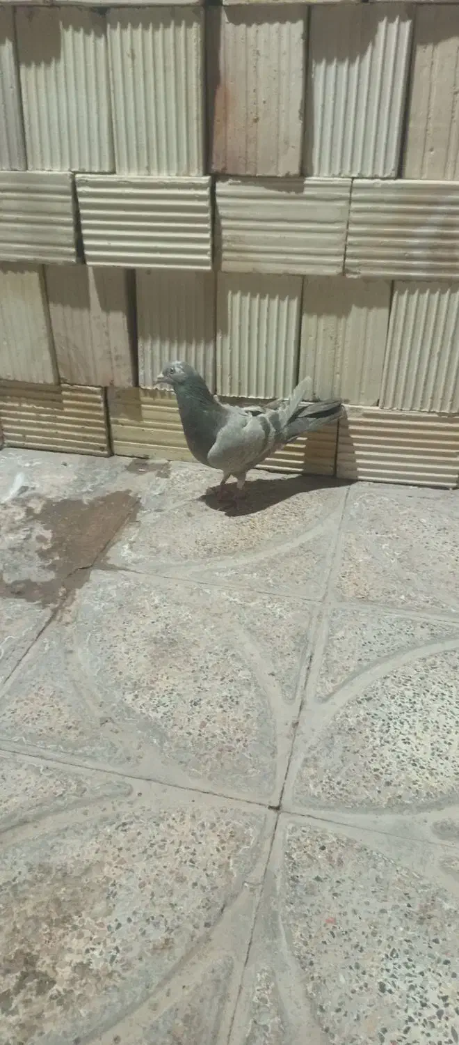 چند عدد کبوتر|پرنده|بم, |دیوار