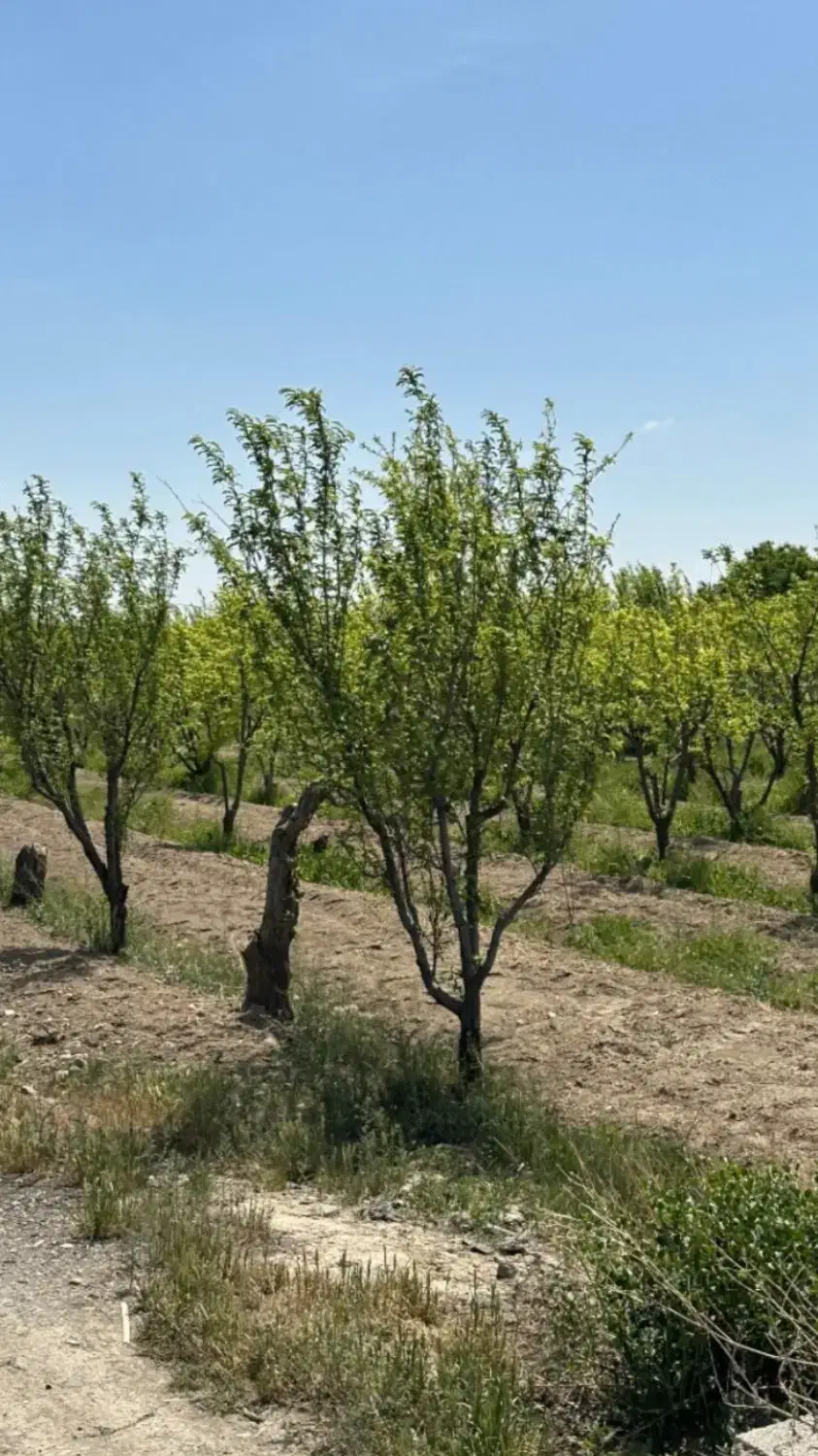 زمین ۴۵۰متری  با اب|فروش زمین و ملک کلنگی|تنکمان, |دیوار
